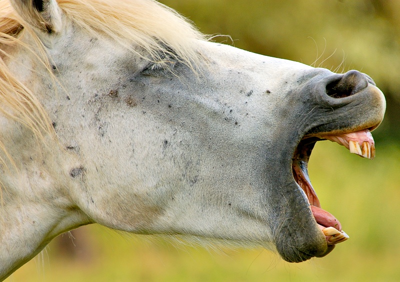 http://witchdoctor.files.wordpress.com/2007/04/horses-mouth.jpg