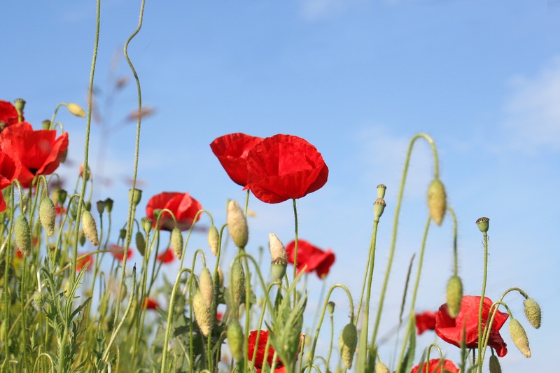 Picture of a field of red poppies for Veterans Day